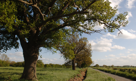 A row of trees beside a road