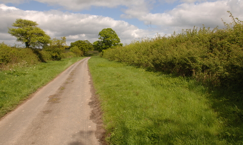 A road with hedgerows either side in the summer time. 