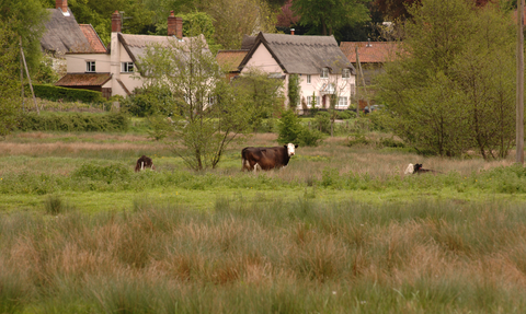 Cows in a field with cottages in the background