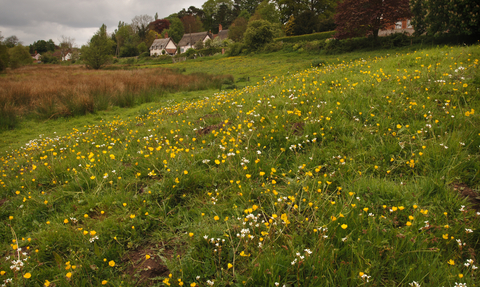 Yellow and white flowers on a field of grass with houses in the background.