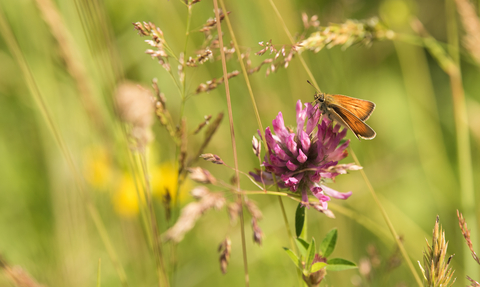 A butterfly that has landed on a pink flower in a meadow. 