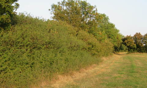Sunny hedges in the countryside