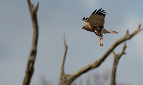 Marsh harrier flying with tree branches in the foreground