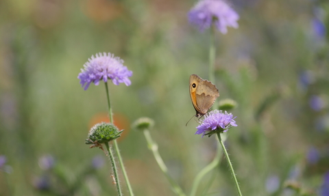 A butterfly nectars on a purple flower