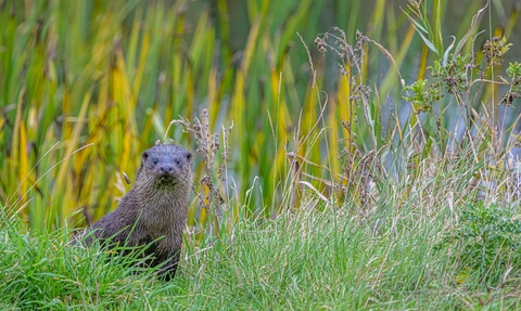 An otter amongst the grass along a river bed after a swim