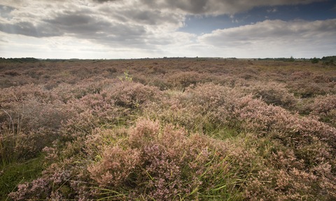 Roydon Common grass and plants under a cloudy sky