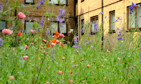 A wildflower meadow filled with pink, purple and red flowers, with a block of flats in the background