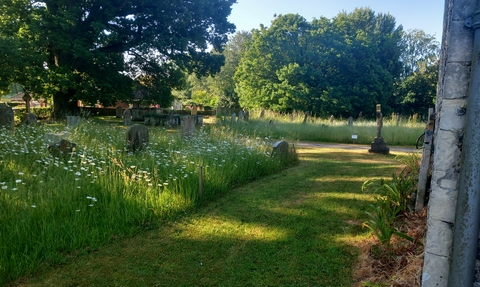 Tall grasses and daisies amongst the graves in a Churchyard with dappled sunlight filtering through the leaves of a large tree