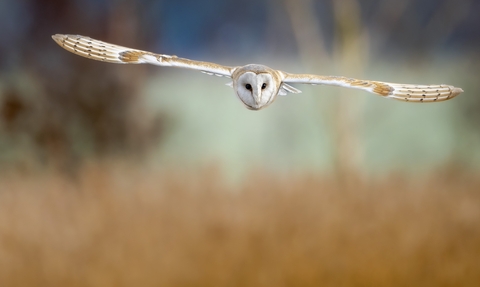 A barn owl with it's wings outstretched looking directly at the camera as it flies over a field. 