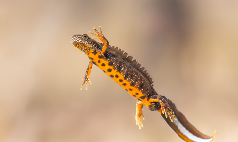 A great crested newt with a spotted belly leaps through the air