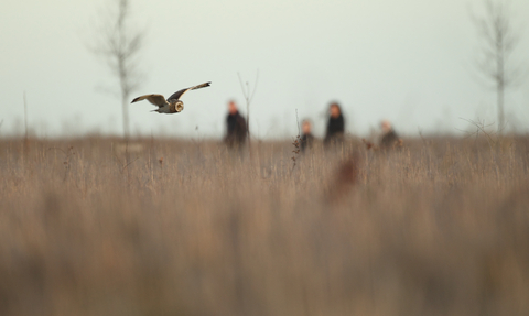 Short-eared owl flying beside a group of people on a walk