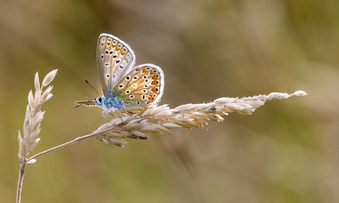 Common blue butterfly, on grass, with its wings closed 