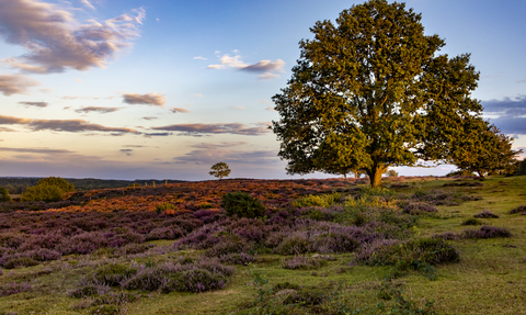 A large tree overlooking purple heather at Roydon Common