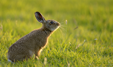 A brown European hare in a field of green grass, sniffing the air
