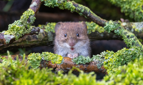 A shocked looking bank vole with it's mouth open wide and little paws folded together. It's surrounded by mossy twigs. 