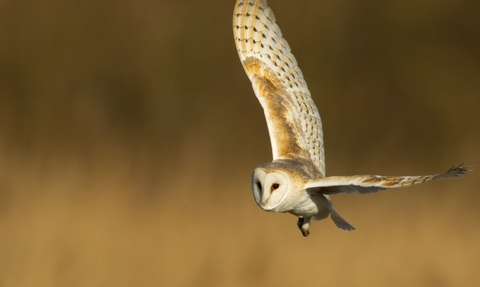 A barn owl flies over some reeds in the sunshine