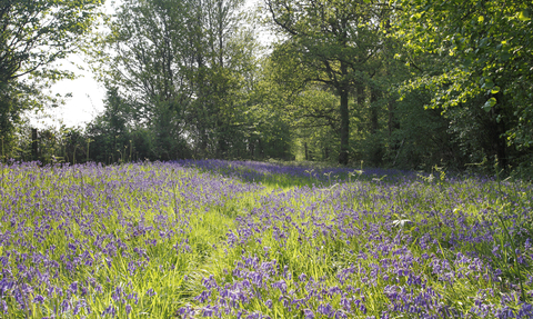 Bluebells at Foxley wood