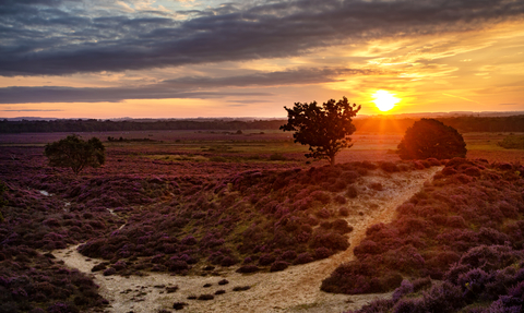 Roydon Common heathland in rich hues as the sun sets on the horizon