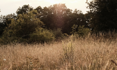 Bushes and grasses at Sweet Briar Marshes during golden hour