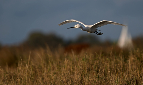 A little egret flying over the broads with the white sail of a boat in the background
