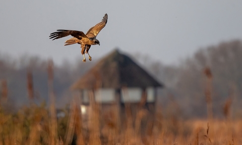 A marsh harrier hunting over the reedbeds at Hickling Broad and Marshes. You can see one of the hides blurred in the background.