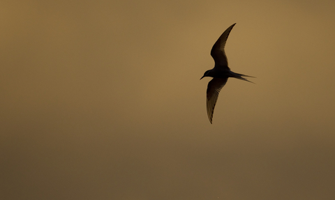 Silhouette of an Arctic tern against a mustard-coloured sky