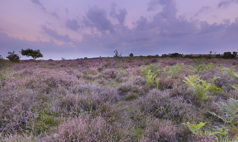A view of purple flowers across Roydon Common, underneath a purple tinted sky with purple clouds