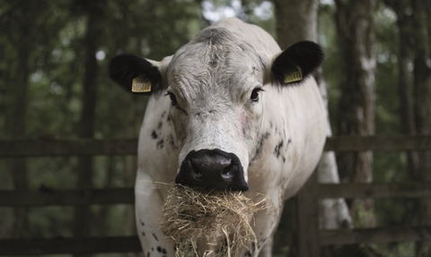 A close up of a cow chewing on hay. It has a white body with a black nose and ears and a few black spots. There are yellow tags in it's ears. 