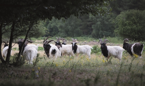 Goats grazing on a reserve. They have black and white hair and long curved horns. 