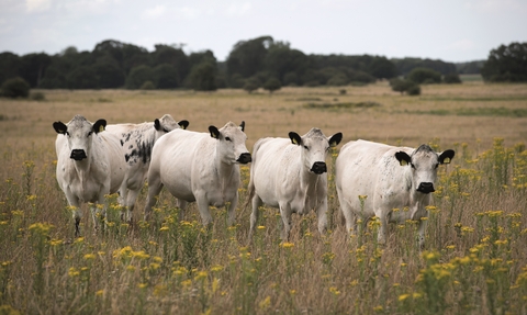 British white cattle in a field of yellow flowers