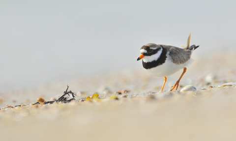 A ringed plover on a shingle beach