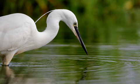 A little egret is fishing, with its beak poised above the water