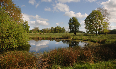 Pond in the middle of a green space, with trees surrounding it