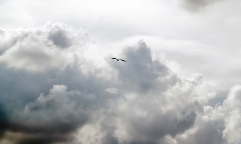 The silhouette of a bird high up in the clouds at Hickling