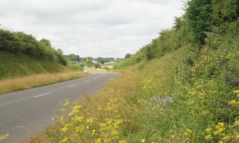 A road on a cloudy day, with a large grassy bank to its right filled with wildflowers and lined with trees