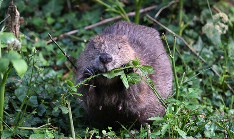 A beaver chewing on a branch.