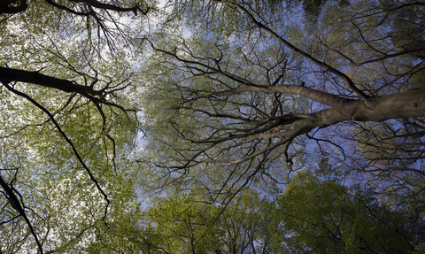 A look up into the canopy of a woodland. There are lush green leaves on the trees and a clear blue sky.