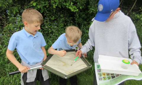 Three schoolchildren gather around a plastic tray with pollen on it, while one uses a brush on the tray