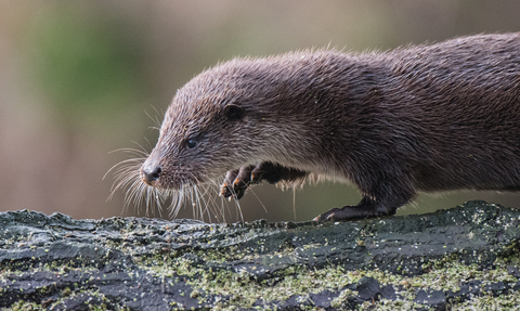 An otter walking along a fallen tree