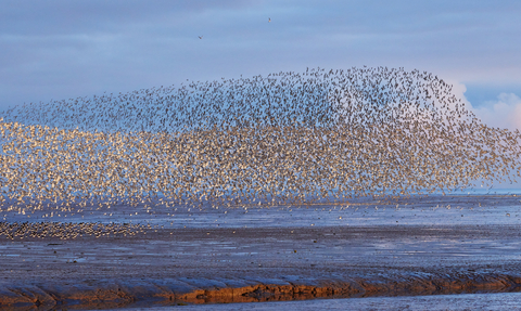 A murmuration of red knot at Snettisham