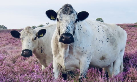 Two white and black cows in the heather