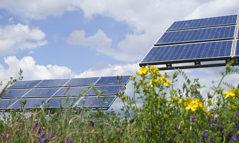 Solar panels with a cloudy blue sky overhead and flowers in the foreground