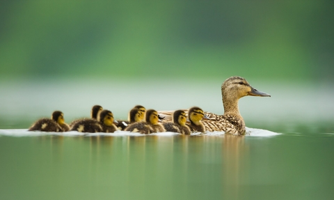 A female mallard duck swims on a lake, with a group of fluffy ducklings swimming behind her