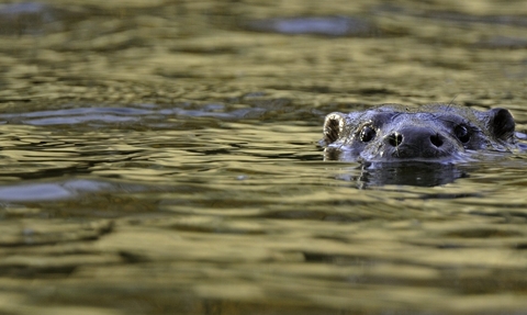 An otter pops its head out of the water, looking towards the camera