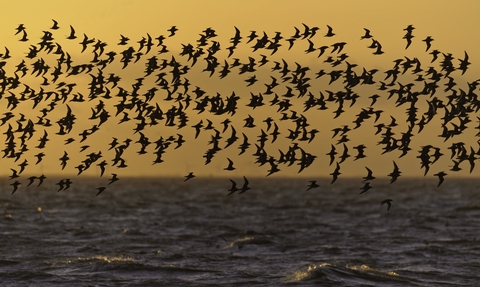 A flock of birds flying above the sea, silhouetted against an orange sunset sky