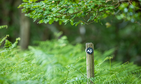 A wooden post with a wildlife trust logo is in a woodland.