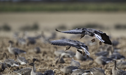 Pink-footed geese on a field in Norfolk during winter