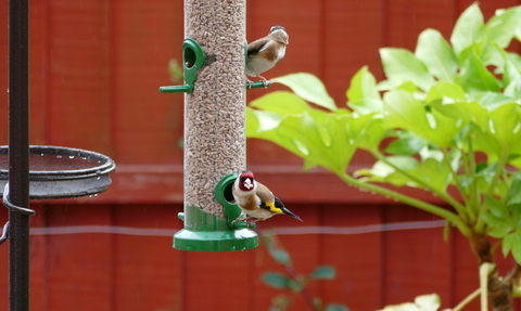 A pair of goldfinches sit on the side of a plastic bird feeder in a garden