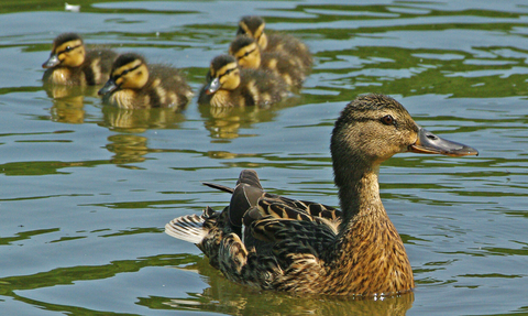 A female mallard duck swims on a lake, with a group of fluffy ducklings swimming behind her