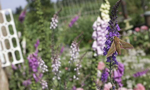 Elephant hawkmoth on a purple flower, with wildlife garden and cottage in background
